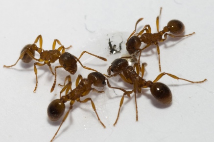 Уничтожение муравьев   в Барвихе 