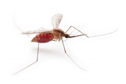 Уничтожение комаров   в Барвихе 